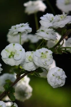 Plena Double Bridal Wreath Spirea (Spirea Prunifolia) - 1 Gallon Pot -Garden Plants Shop Spirea Bridal Wreath Plena 1 1
