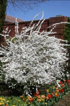 Plena Double Bridal Wreath Spirea (Spirea Prunifolia) - 1 Gallon Pot -Garden Plants Shop Spirea Bridal Wreath Plena 3 1