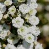 Plena Double Bridal Wreath Spirea (Spirea Prunifolia) - 3 Gallon Pot -Garden Plants Shop Spirea Bridal Wreath Plena 4