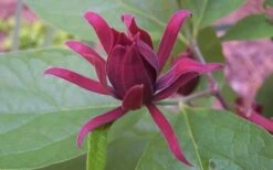 Sweetshrub (Carolina Allspice) - Calycanthus Floridus - 5 Gallon Pot -Garden Plants Shop Sweet Shrub
