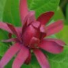 Sweetshrub (Carolina Allspice) - Calycanthus Floridus - 5 Gallon Pot 1 Sweetshrub (Carolina Allspice) - Calycanthus Floridus - 5 Gallon Pot -Garden Plants Shop Sweet Shrub Rev 500x750 1