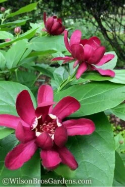 Aphrodite Sweetshrub (Carolina Allspice) - Calycanthus - 3 Gallon Pot -Garden Plants Shop Sweetshrub Aphrodite 1 500x750 1