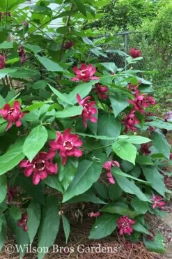 Aphrodite Sweetshrub (Carolina Allspice) - Calycanthus - 3 Gallon Pot -Garden Plants Shop Sweetshrub Aphrodite 20