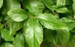 Sweetshrub (Carolina Allspice) - Calycanthus Floridus - 5 Gallon Pot -Garden Plants Shop Sweetshrub Leaves