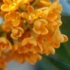 Fragrant Orange Tea Olive - Osmanthus Fragrans Aurantiacus - 1 Gallon Pot -Garden Plants Shop Tea Olive Fragrant Orange 500x750 1