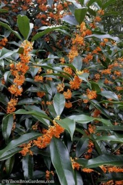 Fragrant Orange Tea Olive - Osmanthus Fragrans Aurantiacus - 1 Gallon Pot 14 Fragrant Orange Tea Olive - Osmanthus Fragrans Aurantiacus - 1 Gallon Pot -Garden Plants Shop Tea Olive Orange 102