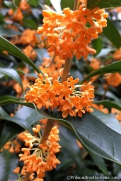 Fragrant Orange Tea Olive - Osmanthus Fragrans Aurantiacus - 1 Gallon Pot 13 Fragrant Orange Tea Olive - Osmanthus Fragrans Aurantiacus - 1 Gallon Pot -Garden Plants Shop Tea Olive Orange 104