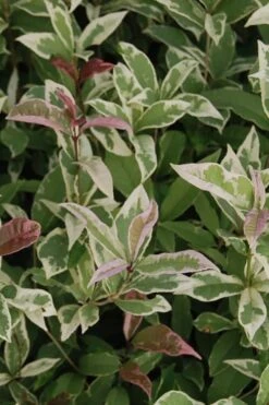 Pink Flush Variegated Tea Olive (Osmanthus Fragrans 'Yinbi Shuanghui') - 3 Gallon Pot 11 Pink Flush Variegated Tea Olive (Osmanthus Fragrans 'Yinbi Shuanghui') - 3 Gallon Pot -Garden Plants Shop Tea Olive Yinbi Shuanghui Variegated 2 1