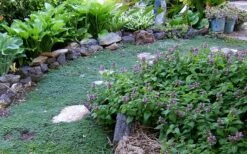 Elfin Creeping Thyme - Thymus Serpyllum Elfin - 3 Pack Of Pint Pots -Garden Plants Shop Thyme Elfin 10