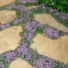 Elfin Creeping Thyme - Thymus Serpyllum Elfin - 3 Pack Of Pint Pots -Garden Plants Shop Thyme Elfin 15