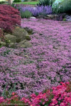Pink Chintz Thyme - Thymus Serpyllum - 10 Pack Of Quart Pots -Garden Plants Shop Thyme Pink Chintz 10