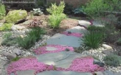 Pink Chintz Thyme - Thymus Serpyllum - 10 Pack Of Quart Pots -Garden Plants Shop Thyme Pink Chintz 8