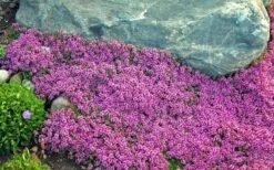Red Creeping Thyme (Thymus Praecox 'Coccineus') - 5 Pack Of Quart Pots -Garden Plants Shop Thyme Red Creeping 10