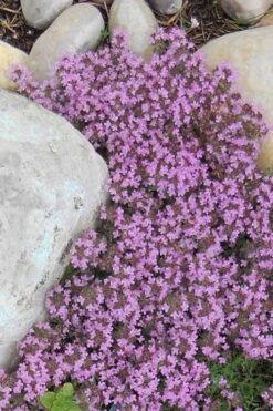 Pink Chintz Thyme - Thymus Serpyllum - 10 Pack Of Quart Pots -Garden Plants Shop Thyme Red Creeping 12