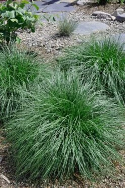 Tufted Hair Grass (Deschampsia Cespitosa) - 1 Gallon Pot -Garden Plants Shop Tufted Hair Grass 14