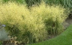Tufted Hair Grass (Deschampsia Cespitosa) - 1 Gallon Pot -Garden Plants Shop Tufted Hair Grass 19