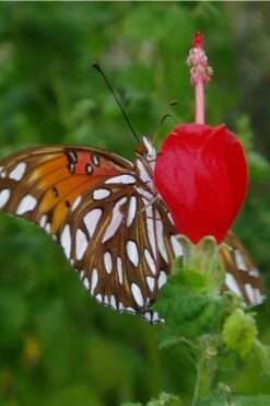 Turk's Cap Mallow - Malvaviscus Drummondii - 1 Gallon Pot -Garden Plants Shop Turks Cap 5