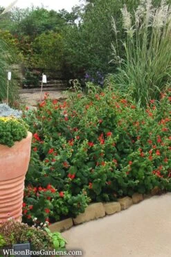 Turk's Cap Mallow (Malvaviscus Drummondii) - 5 Pack Of Quart Pots -Garden Plants Shop Turks Cap 7 1