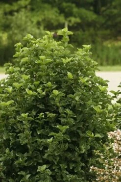 All That Glows Arrowwood Viburnum - 2 Gallon Pot 12 All That Glows Arrowwood Viburnum - 2 Gallon Pot -Garden Plants Shop Viburnum All That Glows 1