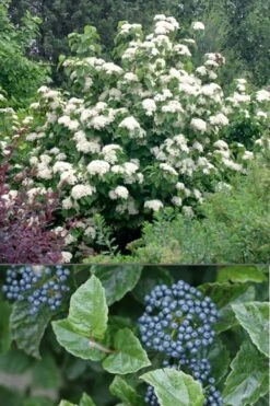All That Glows Arrowwood Viburnum - 2 Gallon Pot 11 All That Glows Arrowwood Viburnum - 2 Gallon Pot -Garden Plants Shop Viburnum All That Glows 4