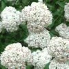 Fragrant Snowball Viburnum Carlecephalum - 3 Gallon Pot 1 Fragrant Snowball Viburnum Carlecephalum - 3 Gallon Pot -Garden Plants Shop Viburnum Carlcephalum 11