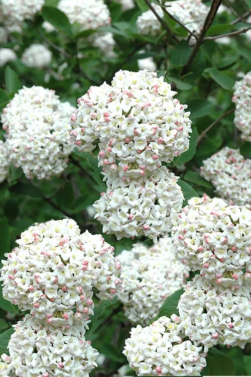 Fragrant Snowball Viburnum Carlecephalum - 3 Gallon Pot 3 Fragrant Snowball Viburnum Carlecephalum - 3 Gallon Pot