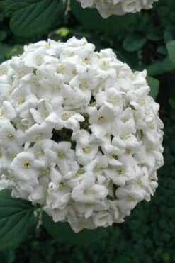 Fragrant Snowball Viburnum Carlecephalum - 3 Gallon Pot 14 Fragrant Snowball Viburnum Carlecephalum - 3 Gallon Pot -Garden Plants Shop Viburnum Carlcephalum 12