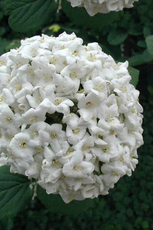 Fragrant Snowball Viburnum Carlecephalum - 3 Gallon Pot 7 Fragrant Snowball Viburnum Carlecephalum - 3 Gallon Pot - Image 5