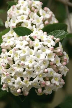 Fragrant Snowball Viburnum Carlecephalum - 3 Gallon Pot 16 Fragrant Snowball Viburnum Carlecephalum - 3 Gallon Pot -Garden Plants Shop Viburnum Carlcephalum 15