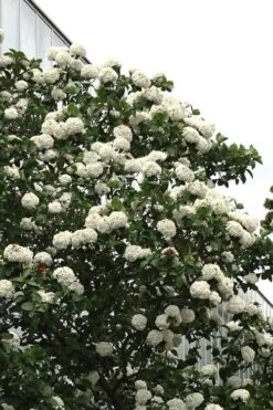 Fragrant Snowball Viburnum Carlecephalum - 3 Gallon Pot 17 Fragrant Snowball Viburnum Carlecephalum - 3 Gallon Pot -Garden Plants Shop Viburnum Carlcephalum 16