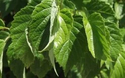 Chicago Luster Arrowwood Viburnum - 1 Gallon Pot 14 Chicago Luster Arrowwood Viburnum - 1 Gallon Pot -Garden Plants Shop Viburnum Chicago Luster 1