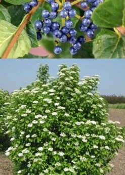 Chicago Luster Arrowwood Viburnum - 1 Gallon Pot 13 Chicago Luster Arrowwood Viburnum - 1 Gallon Pot -Garden Plants Shop Viburnum Chicago Luster 3