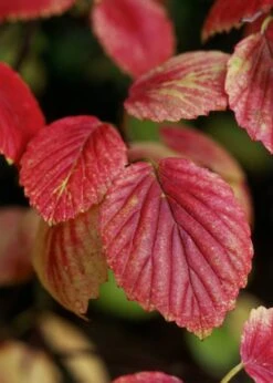 Chicago Luster Arrowwood Viburnum - 1 Gallon Pot 15 Chicago Luster Arrowwood Viburnum - 1 Gallon Pot -Garden Plants Shop Viburnum Chicago Luster 4