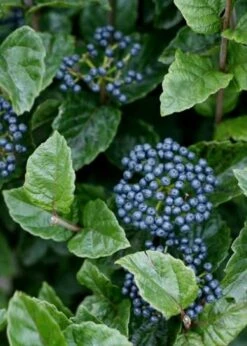 All That Glows Arrowwood Viburnum - 2 Gallon Pot 13 All That Glows Arrowwood Viburnum - 2 Gallon Pot -Garden Plants Shop Viburnum Chicago Luster 5