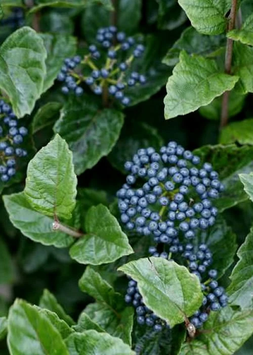 All That Glows Arrowwood Viburnum - 2 Gallon Pot 8 All That Glows Arrowwood Viburnum - 2 Gallon Pot - Image 6