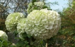 Chinese Snowball Viburnum Bush - 6 Pack Of 1 Gallon Pots -Garden Plants Shop Viburnum Chinese Snowball Bloom Green 3