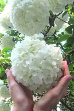 Garden Plants Shop 49 Chinese Snowball Viburnum Bush - 3 Gallon Pot
