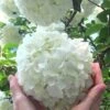 Chinese Snowball Viburnum Bush - 7 Gallon Pot (2-3') -Garden Plants Shop Viburnum Chinese Snowball Rev 500x750 2