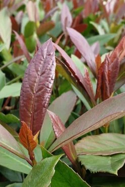 Coppertop Sweet Viburnum - 3 Gallon Pot 9 Coppertop Sweet Viburnum - 3 Gallon Pot -Garden Plants Shop Viburnum Coppertop 3