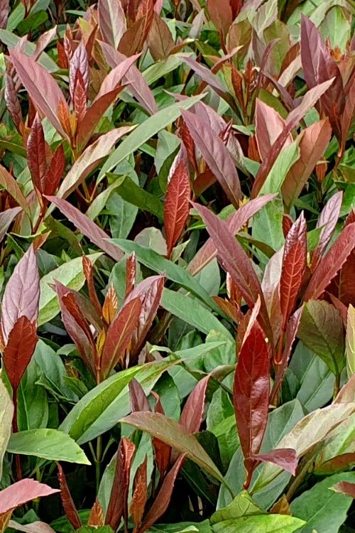 Coppertop Sweet Viburnum - 2 Gallon Pot 3 Coppertop Sweet Viburnum - 2 Gallon Pot