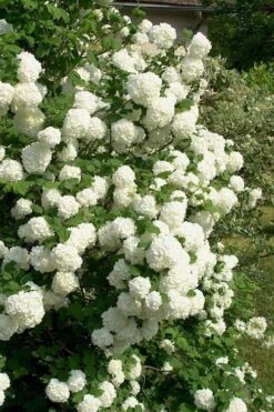 European Snowball Viburnum Bush - 3 Gallon Pot -Garden Plants Shop Viburnum European Snowball 1