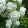 European Snowball Viburnum Bush - 3 Gallon Pot -Garden Plants Shop Viburnum European Snowball 6