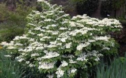 Mariesii Doublefile Viburnum - 3 Gallon Pot -Garden Plants Shop Viburnum Mariesii 1