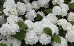 Popcorn Snowball Viburnum Bush - 1 Gallon Pot -Garden Plants Shop Viburnum Popcorn 1