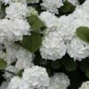Popcorn Snowball Viburnum Bush - 1 Gallon Pot -Garden Plants Shop Viburnum Popcorn 1 500x750 1