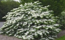 Shasta Doublefile Viburnum - 1 Gallon Pot 12 Shasta Doublefile Viburnum - 1 Gallon Pot -Garden Plants Shop Viburnum Shasta 5