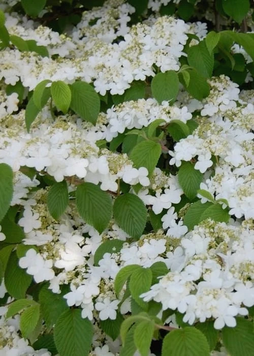 Shasta Doublefile Viburnum - 1 Gallon Pot 9 Shasta Doublefile Viburnum - 1 Gallon Pot - Image 7