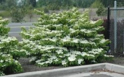 Shasta Doublefile Viburnum - 1 Gallon Pot 13 Shasta Doublefile Viburnum - 1 Gallon Pot -Garden Plants Shop Viburnum Shasta 8