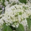 Snow Joey Viburnum - 2 Gallon Pot -Garden Plants Shop Viburnum Snow Joey 1