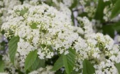 Snow Joey Viburnum - 2 Gallon Pot -Garden Plants Shop Viburnum Snow Joey 2
